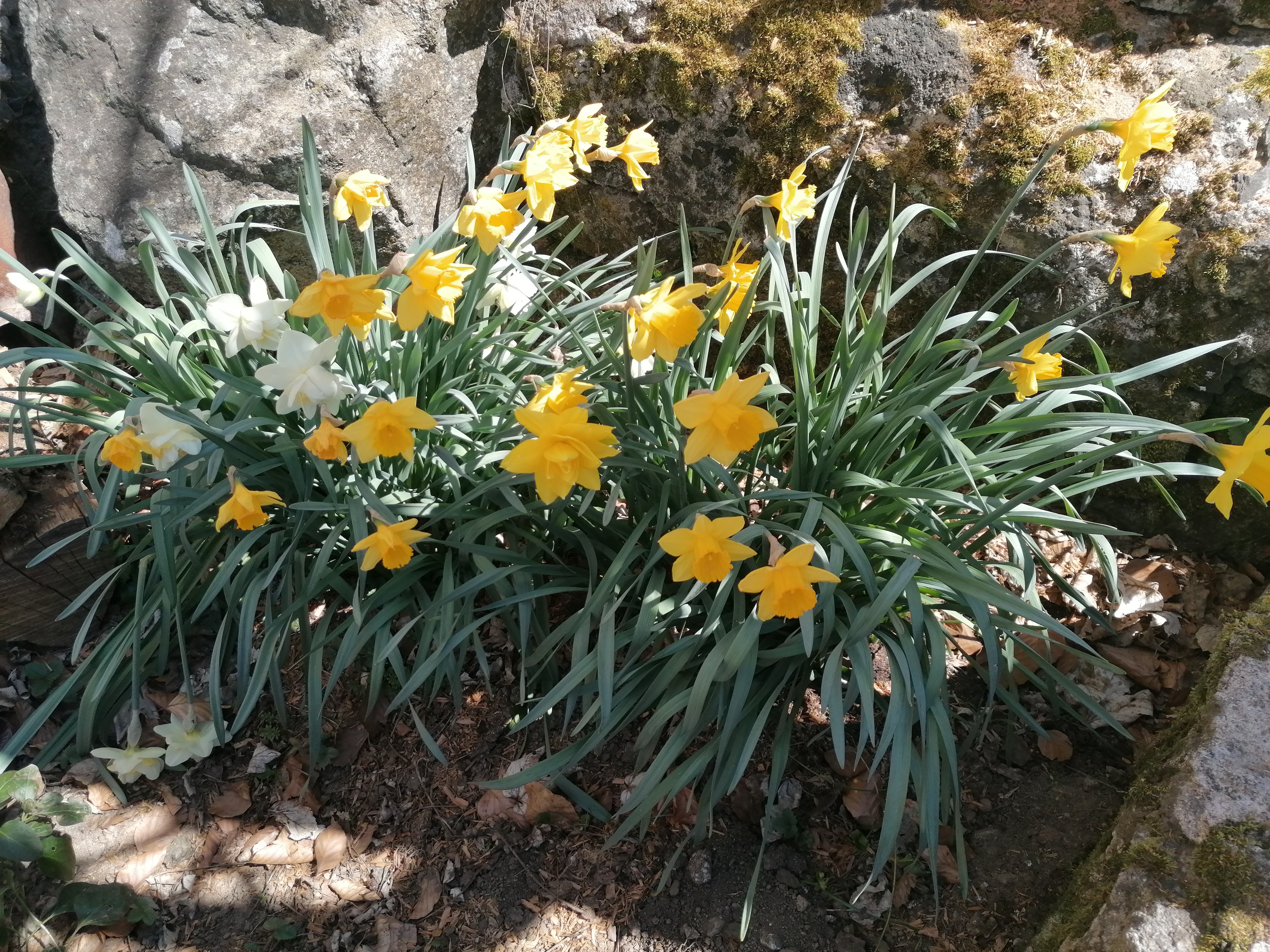 Jonquilles