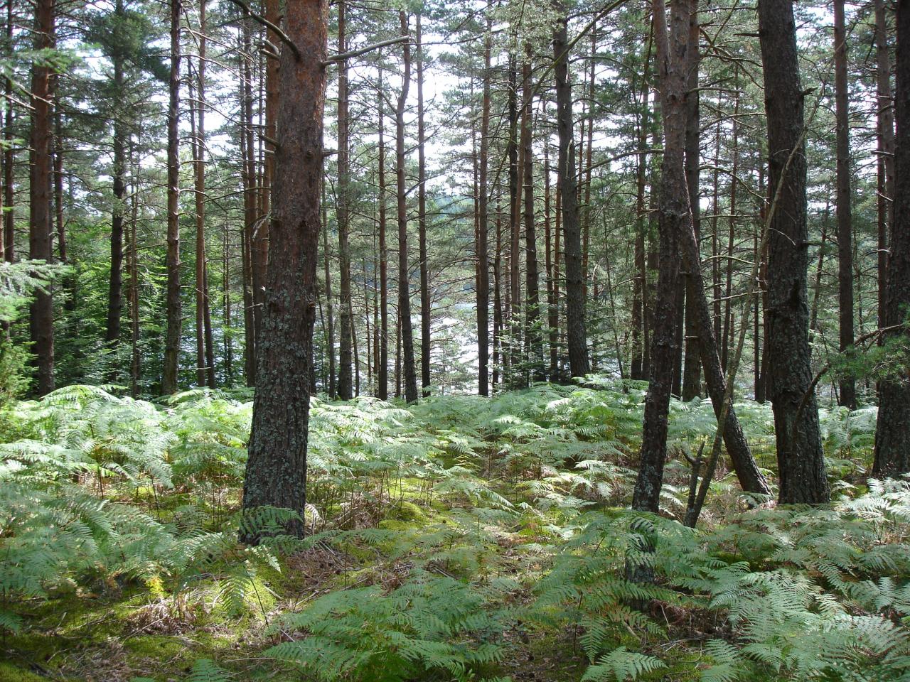 Pins et fougéres sur le sentier du lac