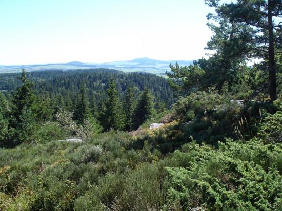 Massif du Meygal, vue au sommet du Testavoyre